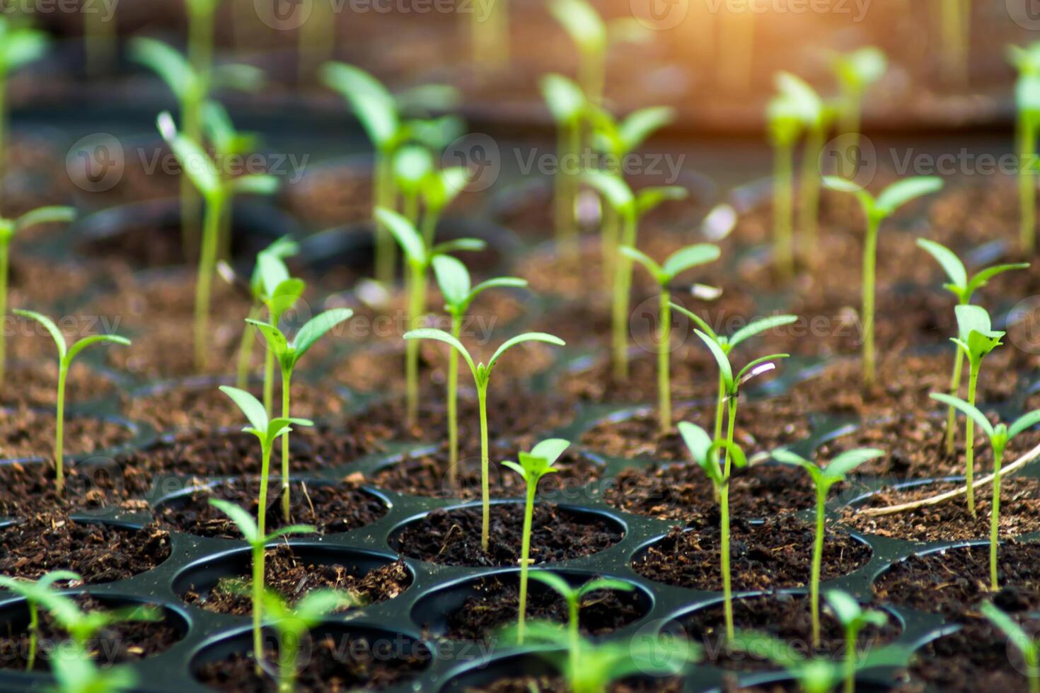 Sprout seeds of marigolds are grown. photo