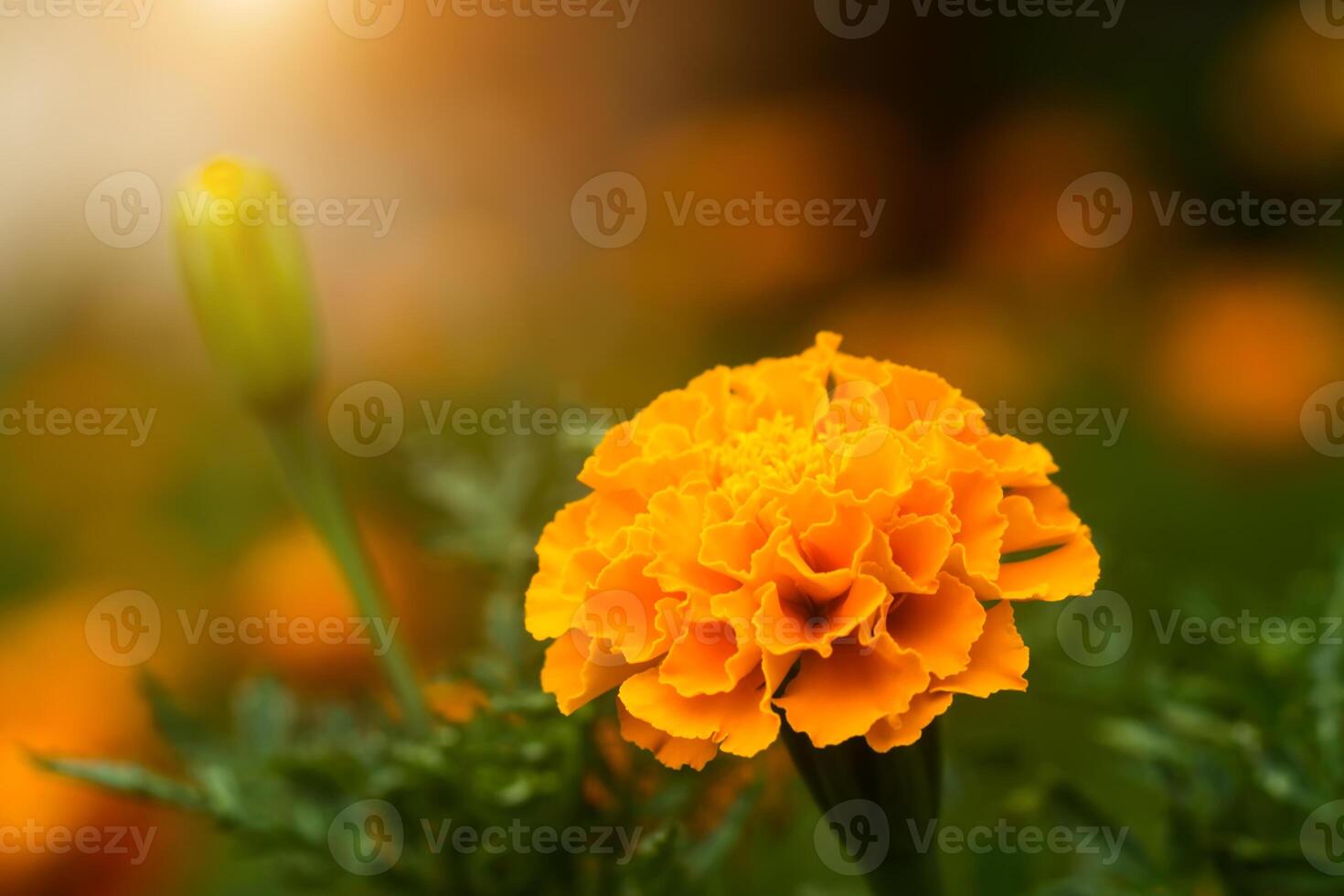 Orange marigolds flower in the garden. photo