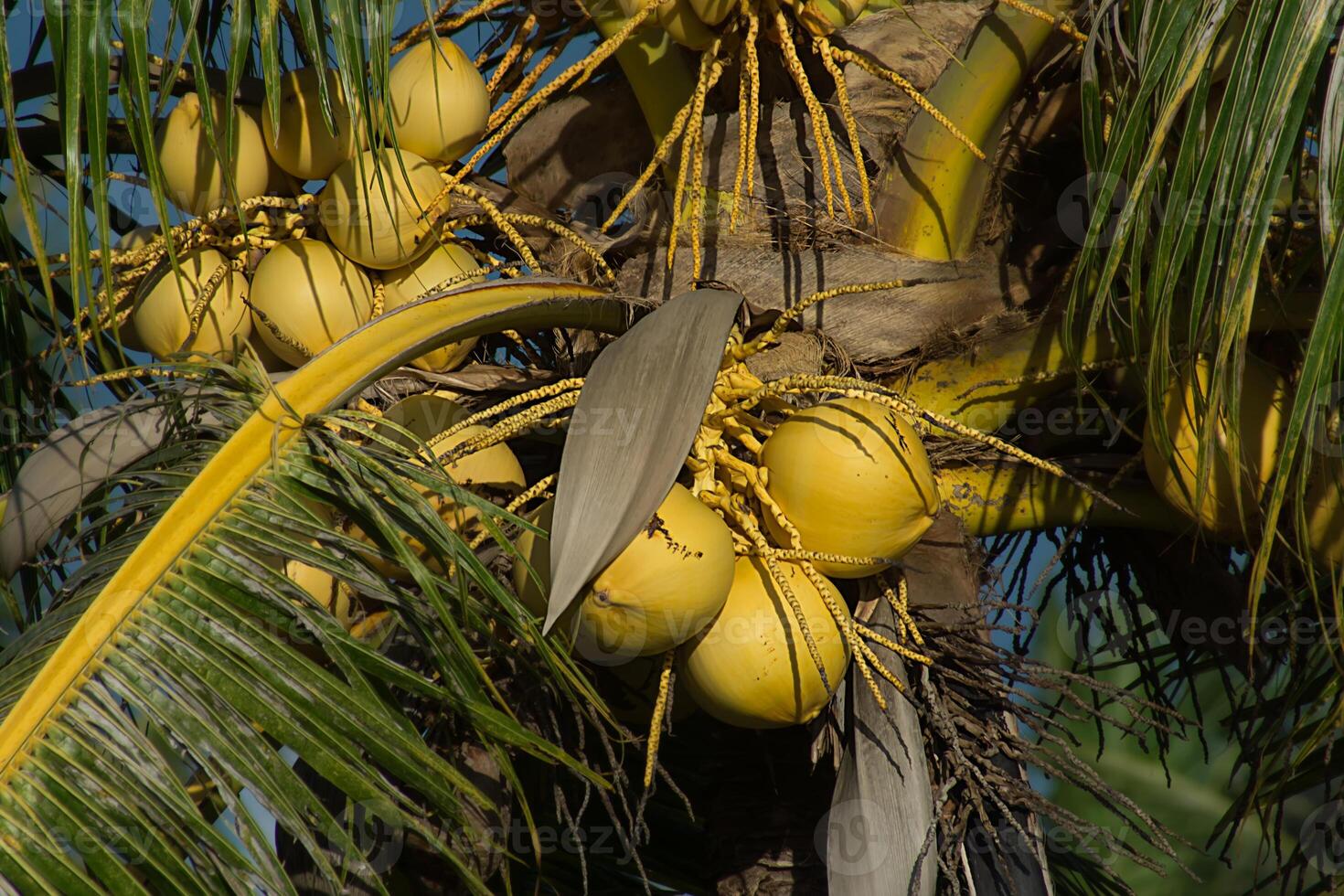 Yellow coconut on tree. photo