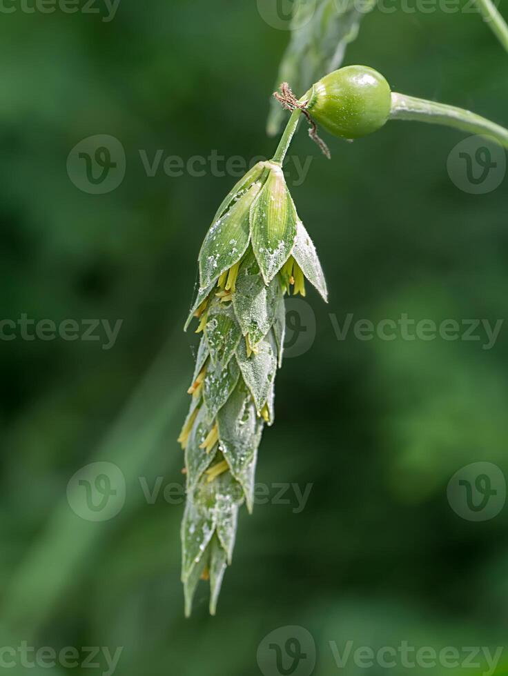 Close up of Jobs tears flower. photo