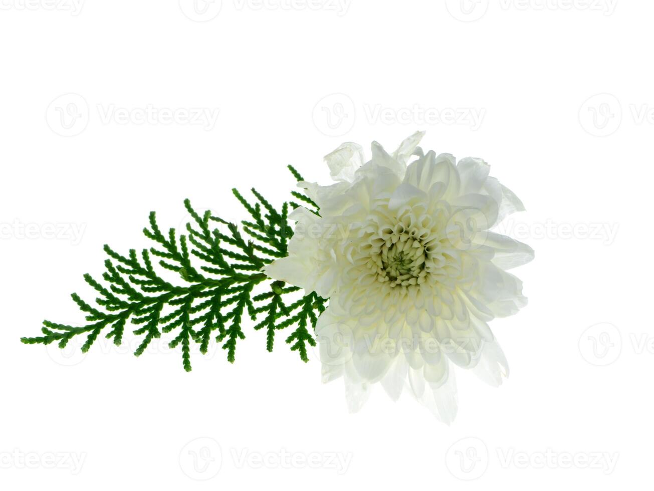 Close up Chrysanthemum flower. photo