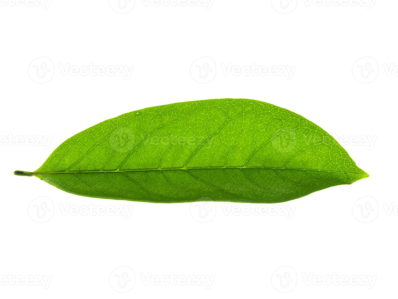 Soursop leaf on white background. photo