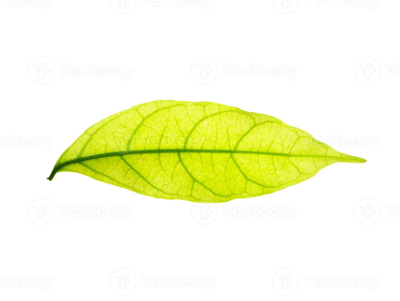 Close up green leaf on white background. photo