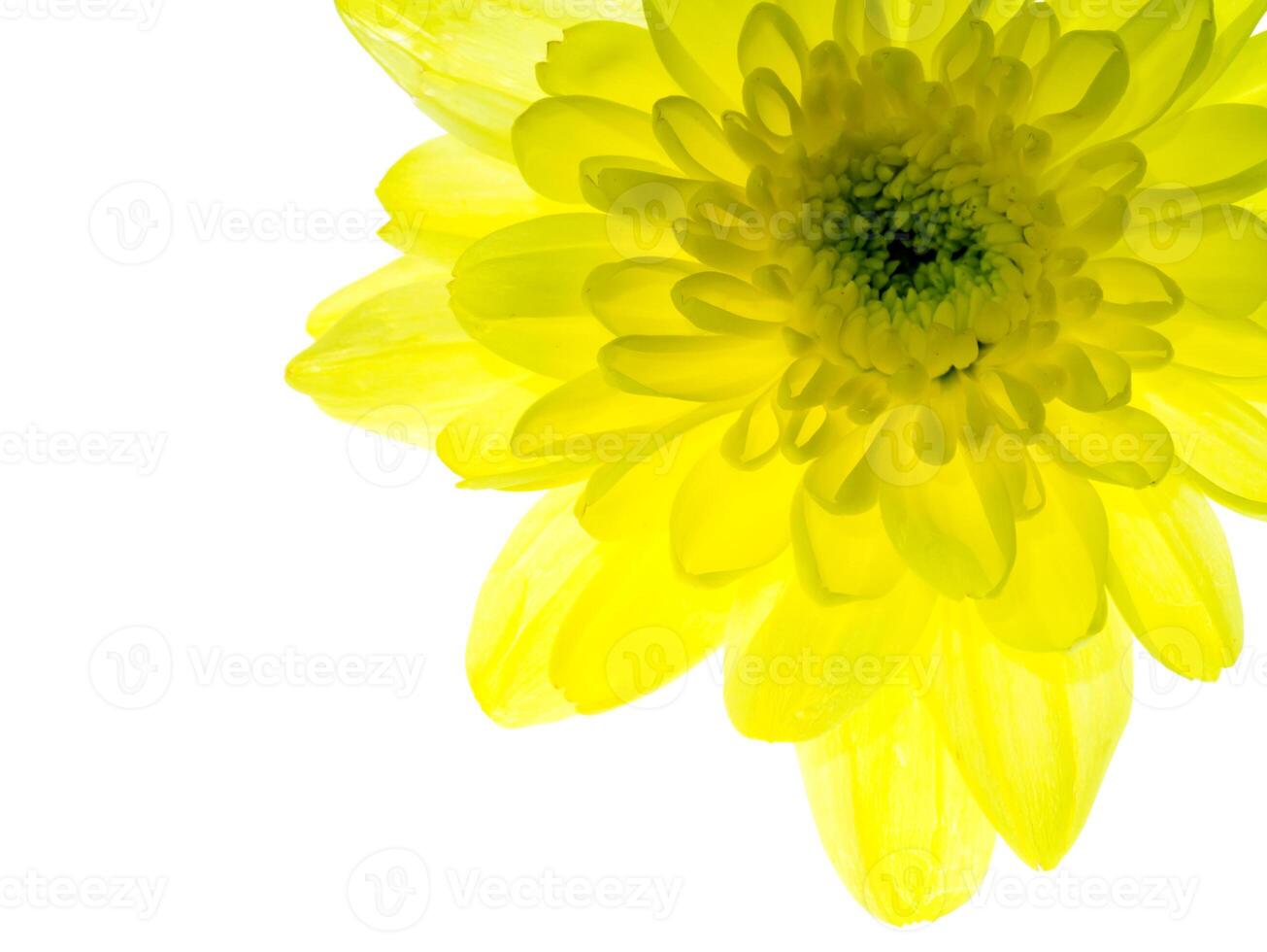 Close up Chrysanthemum flower. photo