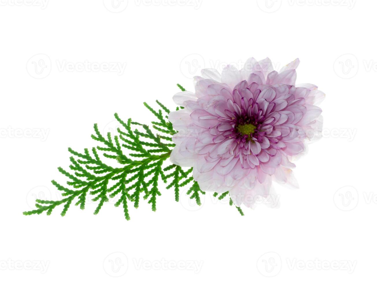 Close up Chrysanthemum flower. photo