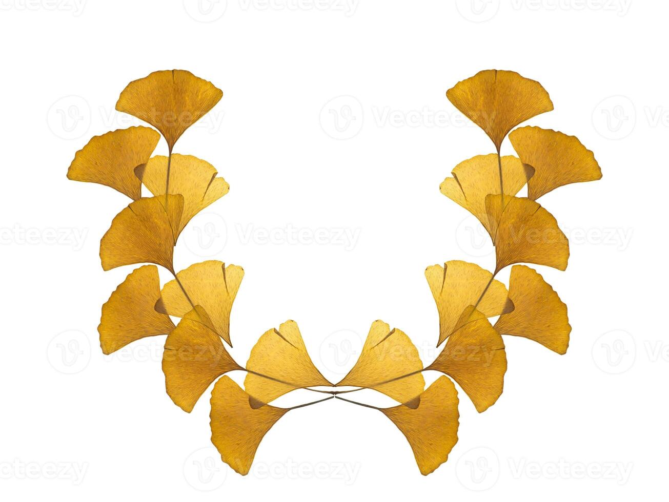 Dried ginkgo leaves photo