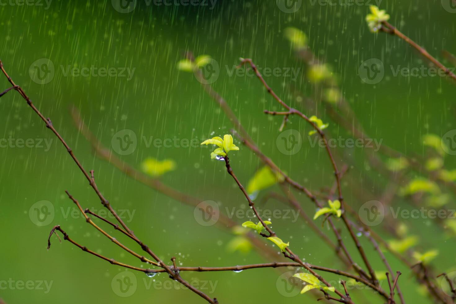 Young leaves on the branch photo