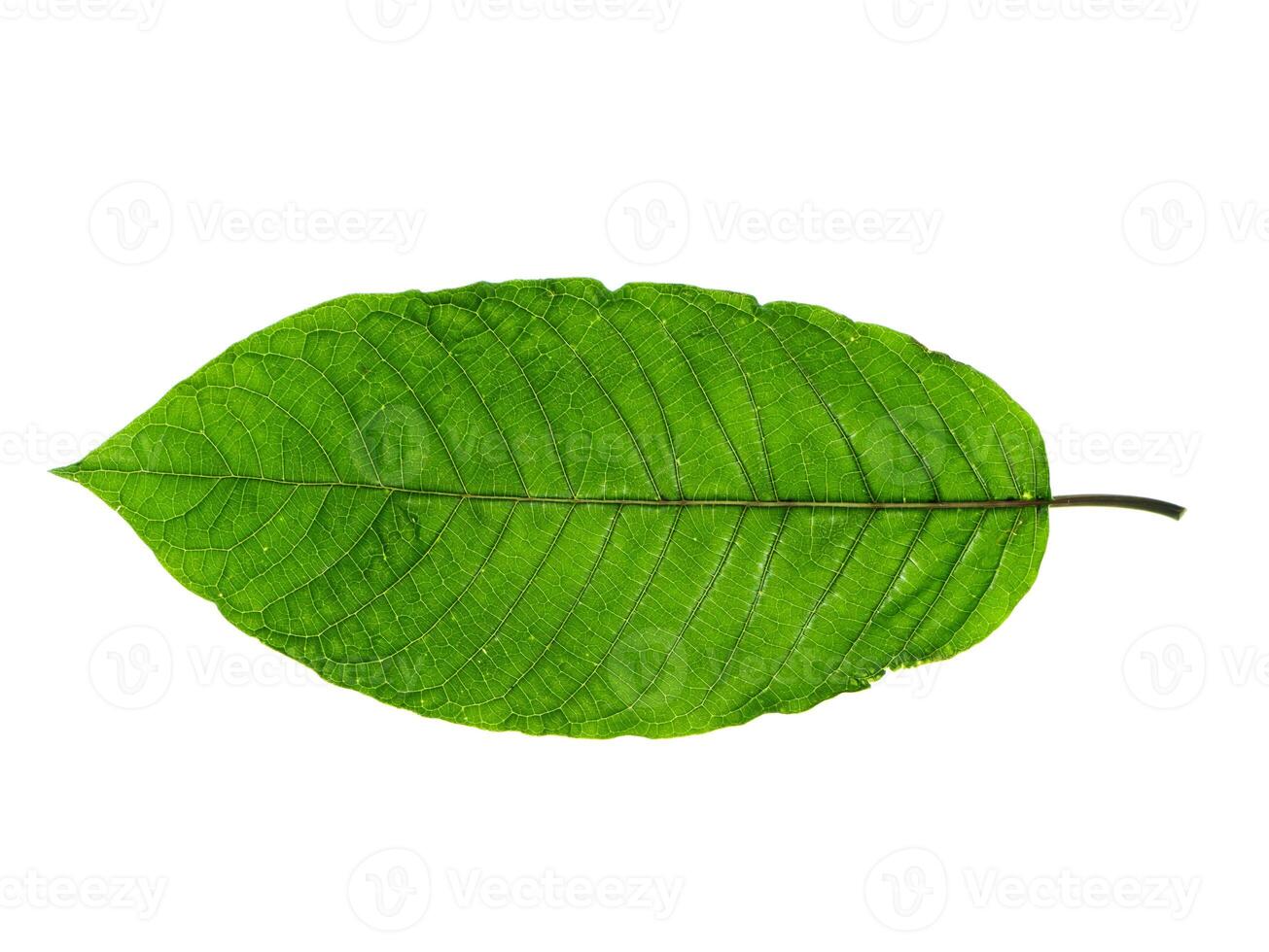 Mitragyna speciosa leaves. photo