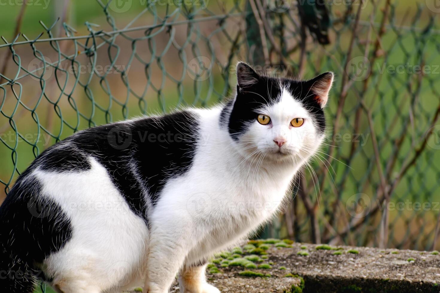 domesticado bicolor gato con amarillo ojos, negro y blanco pelo, al aire libre escena, felis gato, europeo cabello corto, céltico cabello corto foto