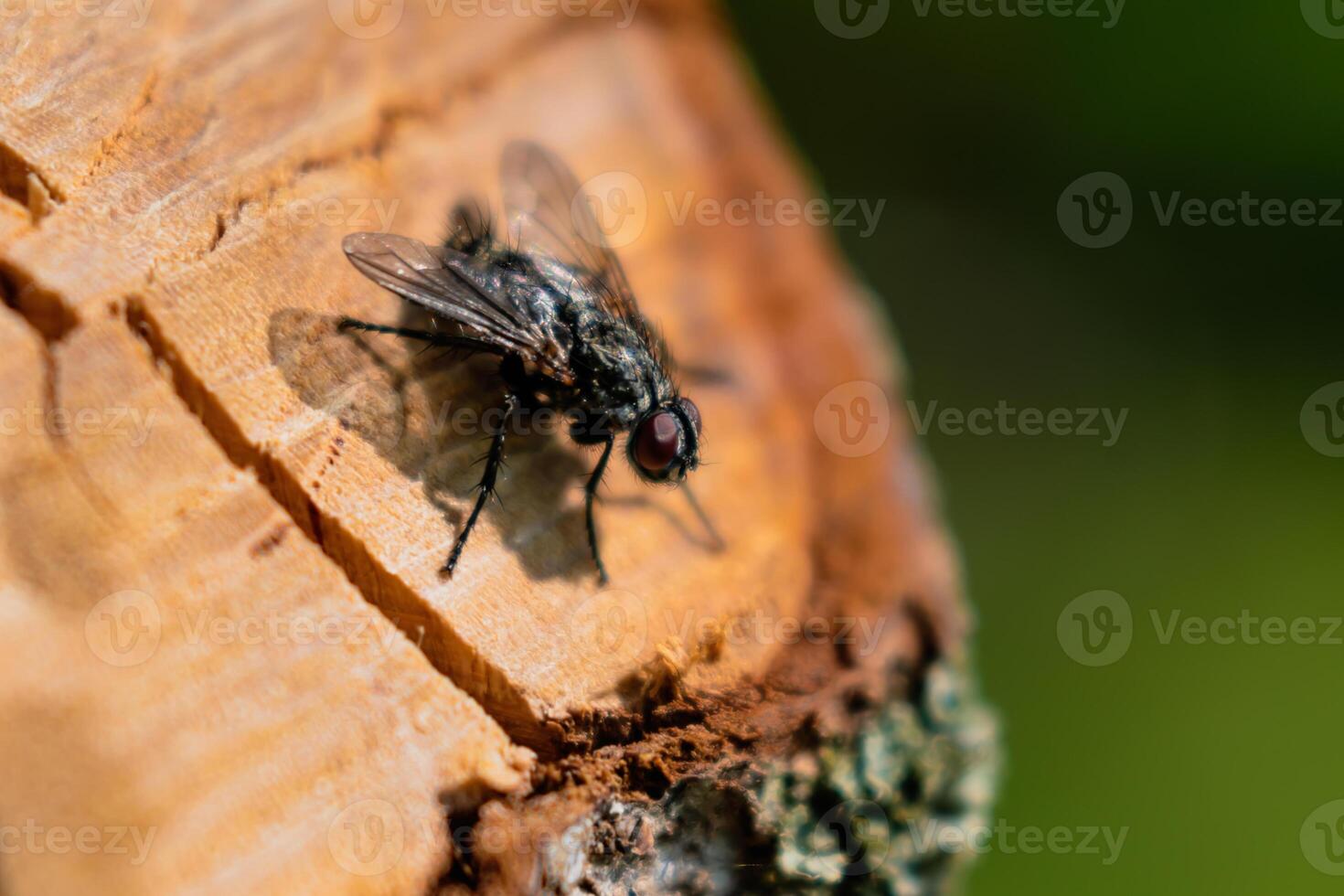 mosca doméstica descansando en un cortar rama, musca domestica foto