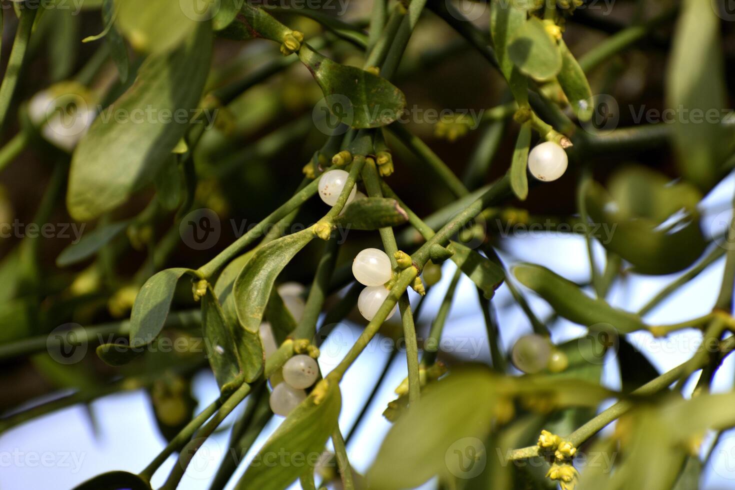 Branch of mistletoe with white berries on apple tree. Viscum album, close-up. photo