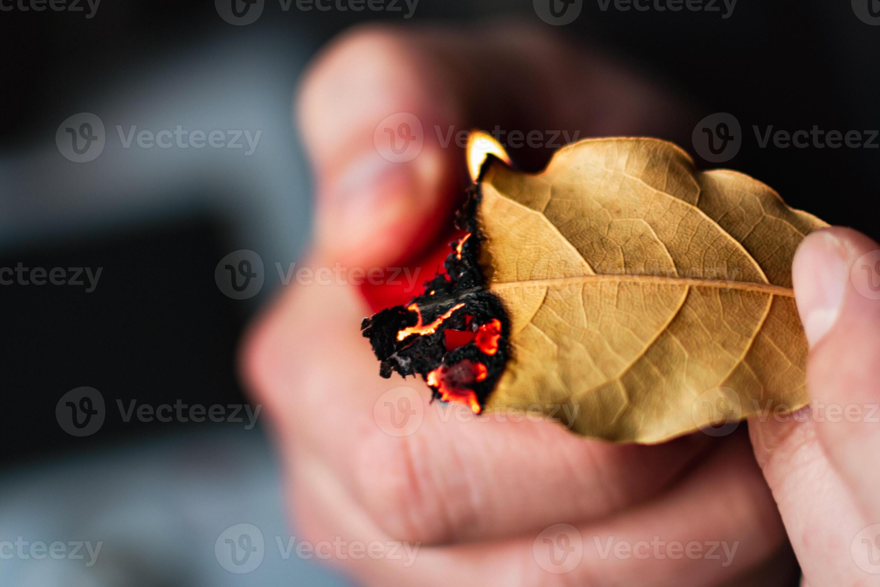 Person who burn bay leaves to bring serenity, reduce anxiety, relieve headaches and fatigue and