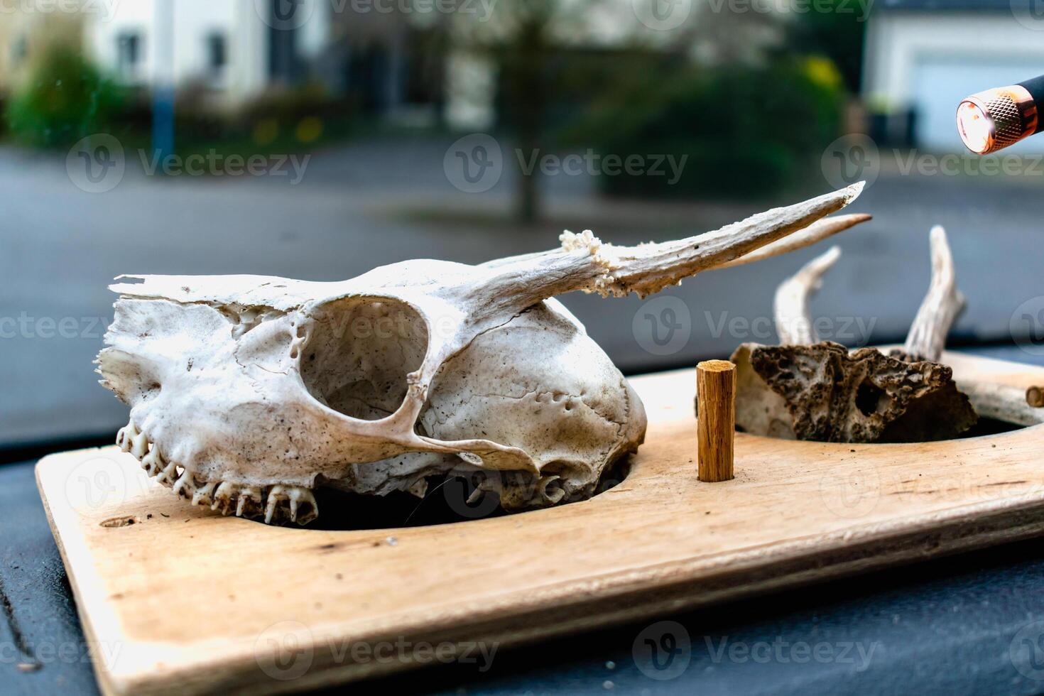 Skull of young deer with its teeth and antlers photo