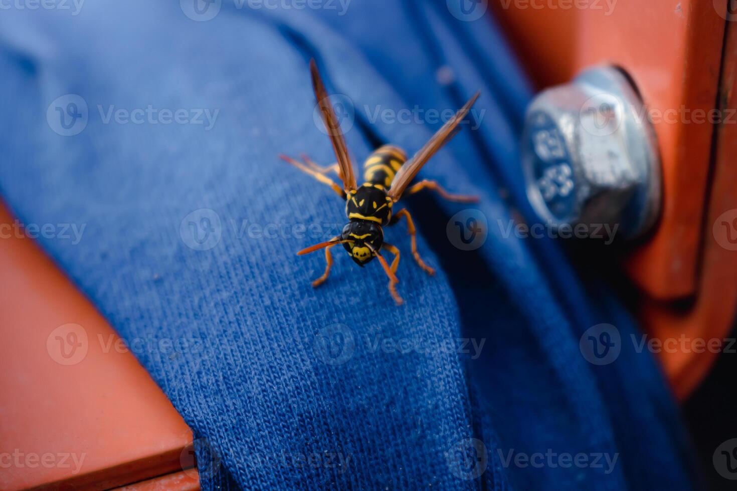 Wasp alone on a blue fabric outdoors in the morning photo