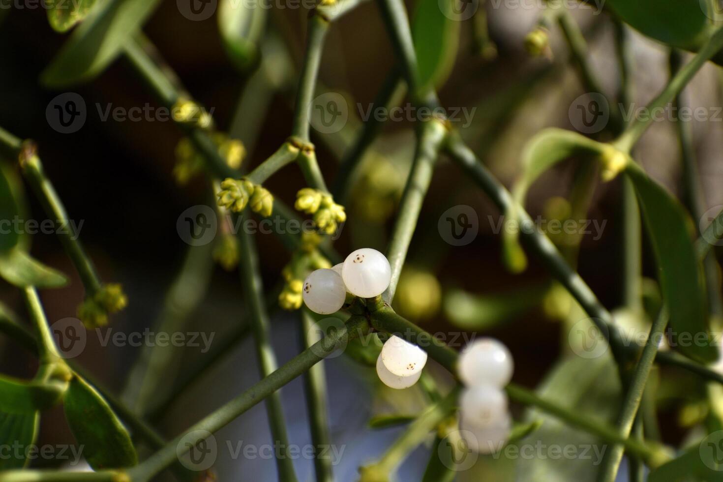 Branch of mistletoe with white berries on apple tree. Viscum album, close-up. photo