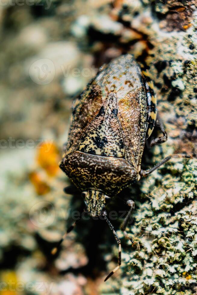 abigarrado chinche en un árbol, hedor bicho, raphigaster nebulosa foto