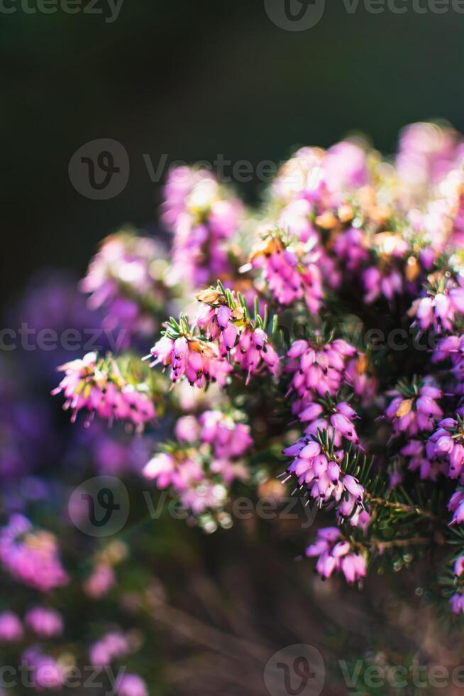 Pink heather sprigs on a plant in the ground in winter, ericaceae, calluna vulgaris photo