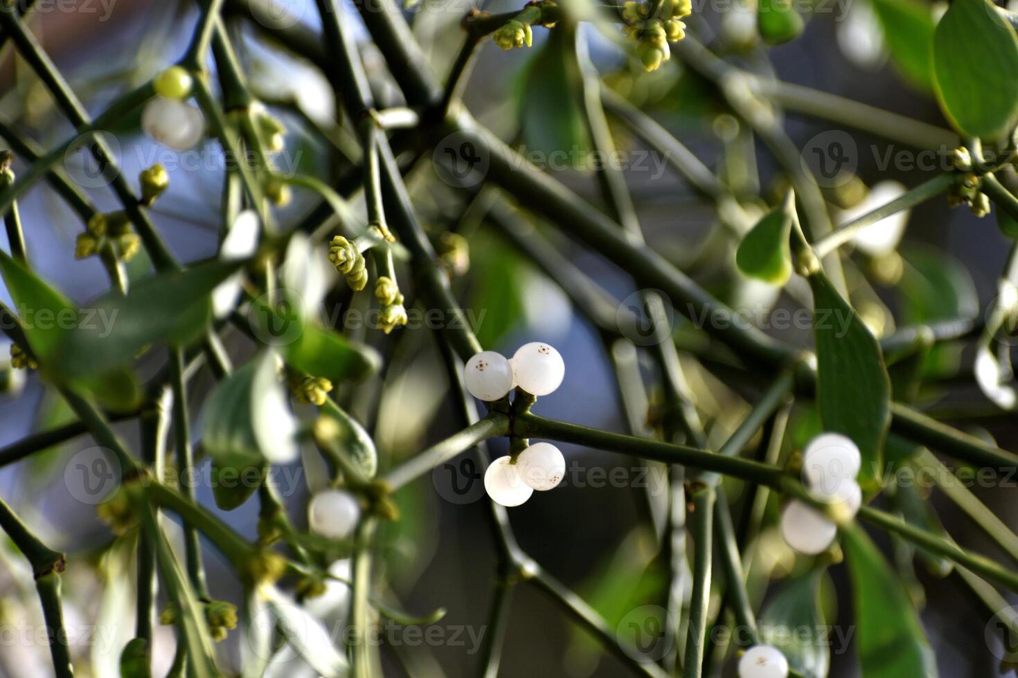 Branch of mistletoe with white berries on apple tree. Viscum album, close-up. photo