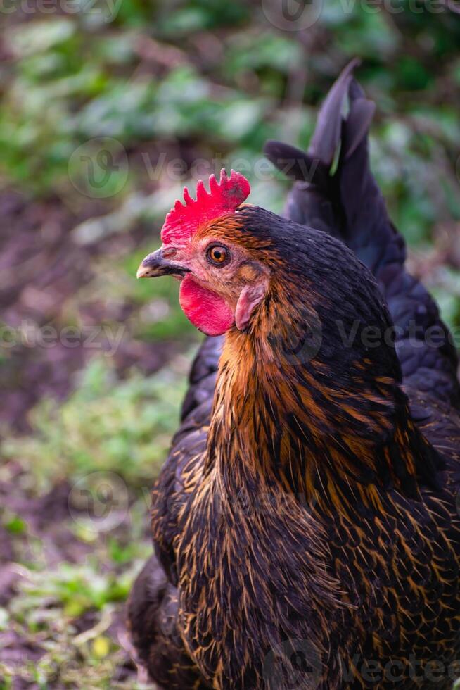 Close up on a cute black and brown bicolor chicken photo