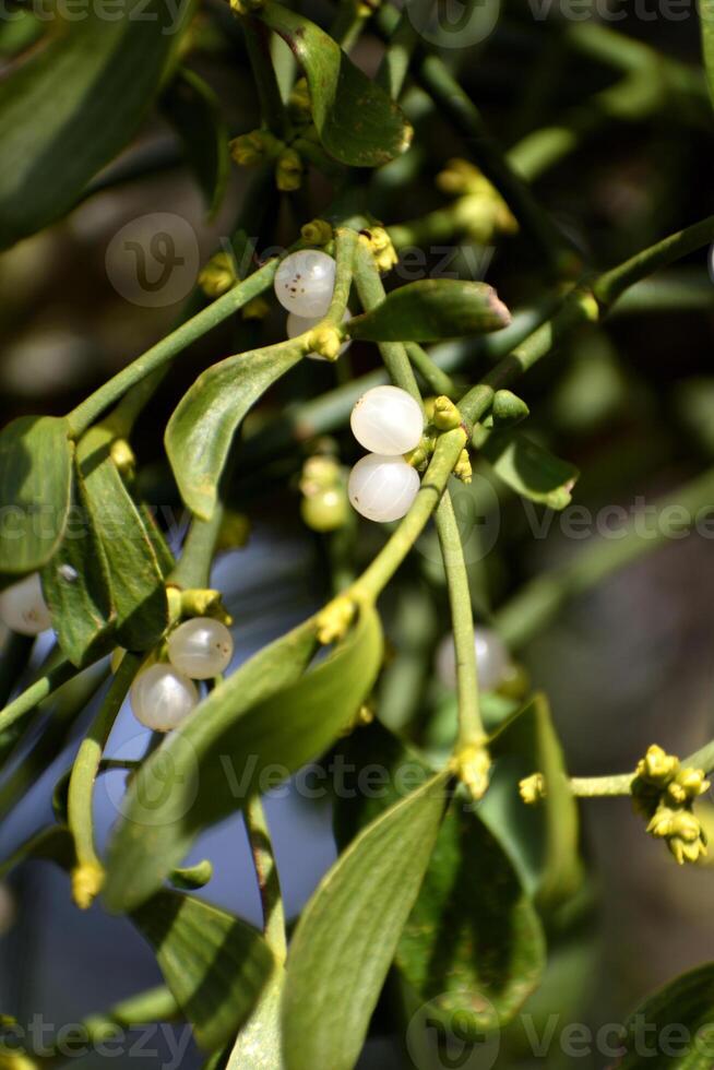 Branch of mistletoe with white berries on apple tree. Viscum album, close-up. photo