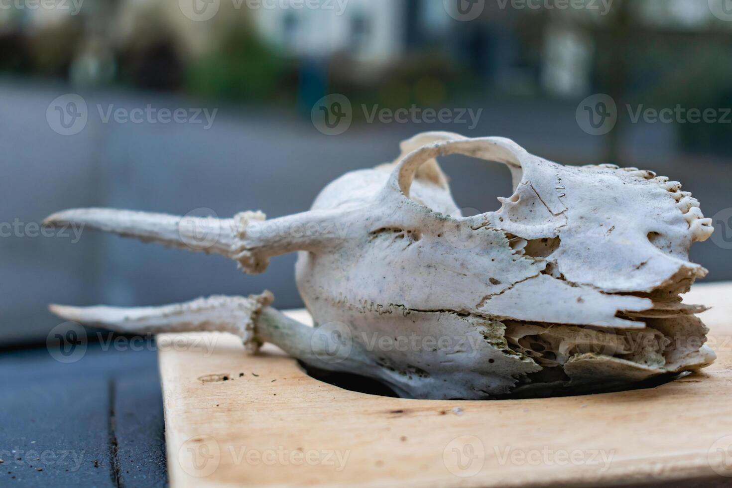 Skull of young deer with its teeth and antlers photo