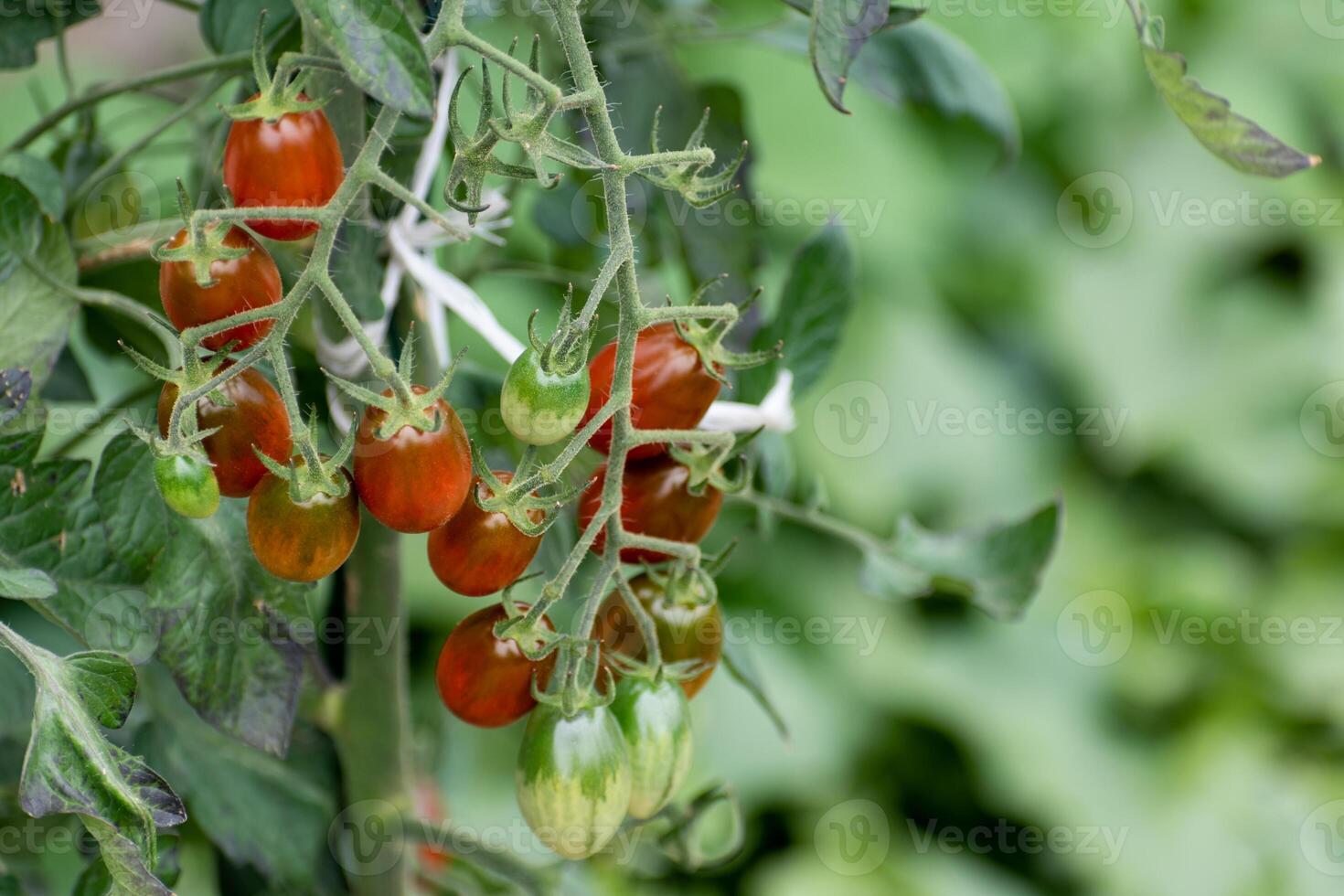 Red and green long cherry tomatoes growing on the plant photo