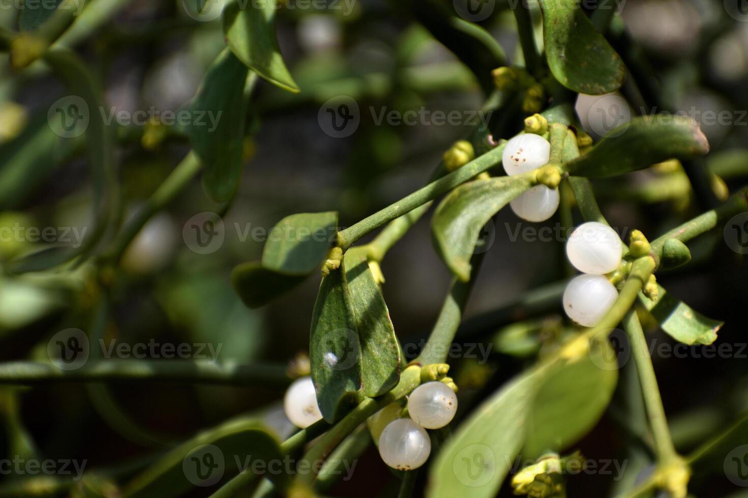 Branch of mistletoe with white berries on apple tree. Viscum album, close-up. photo