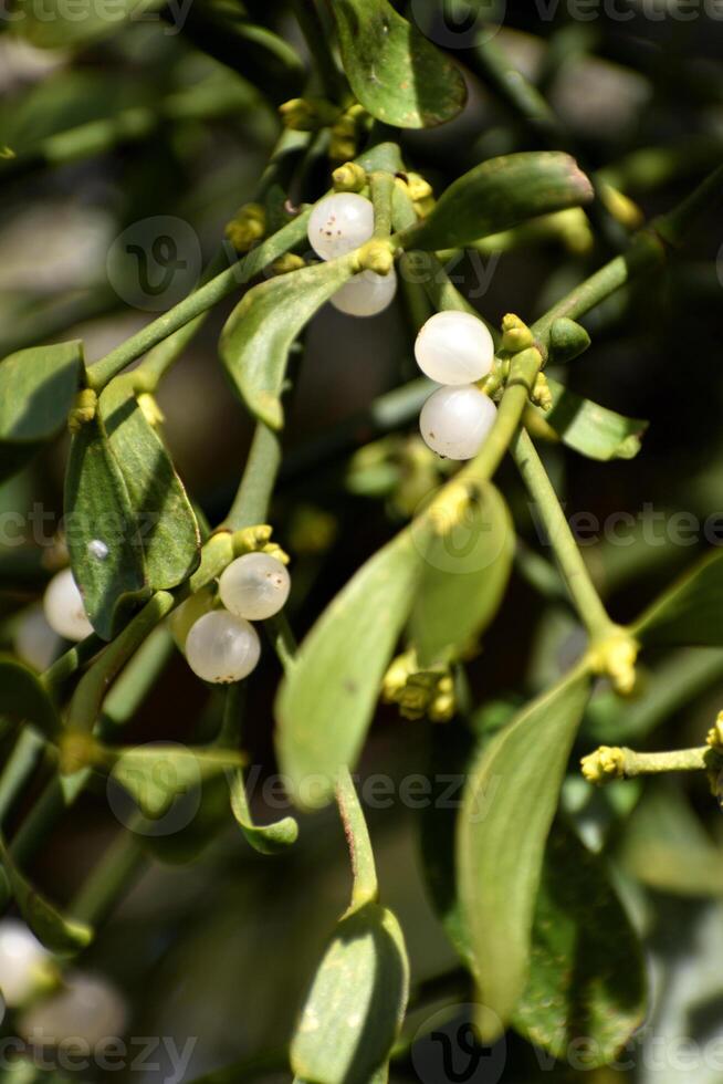 Branch of mistletoe with white berries on apple tree. Viscum album, close-up. photo