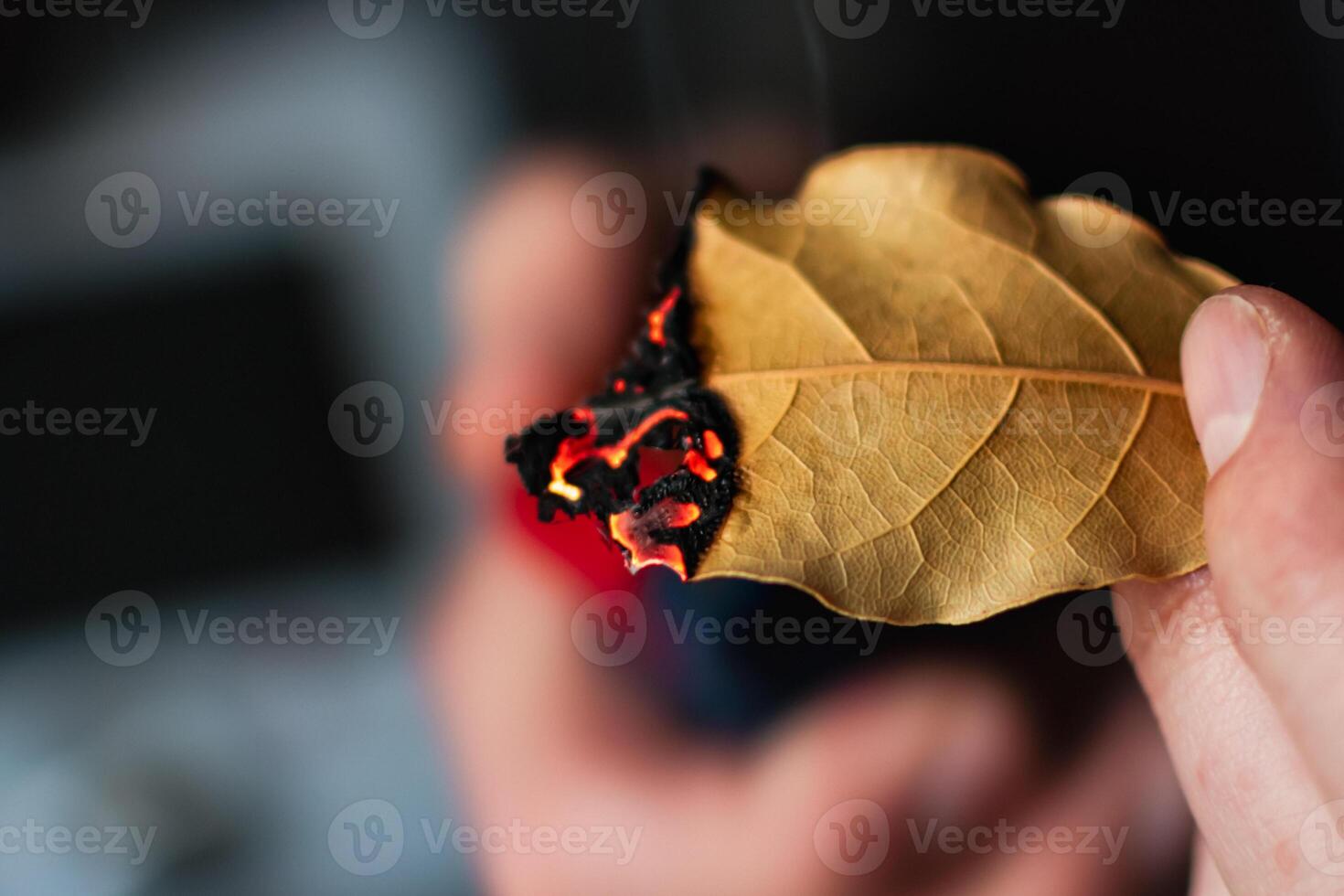 Person who burn bay leaves to bring serenity, reduce anxiety, relieve headaches and fatigue and purify the home, laurus nobilis photo