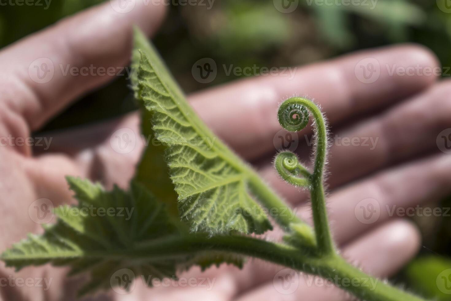 Squash leaf spiral with blurred hand in background photo