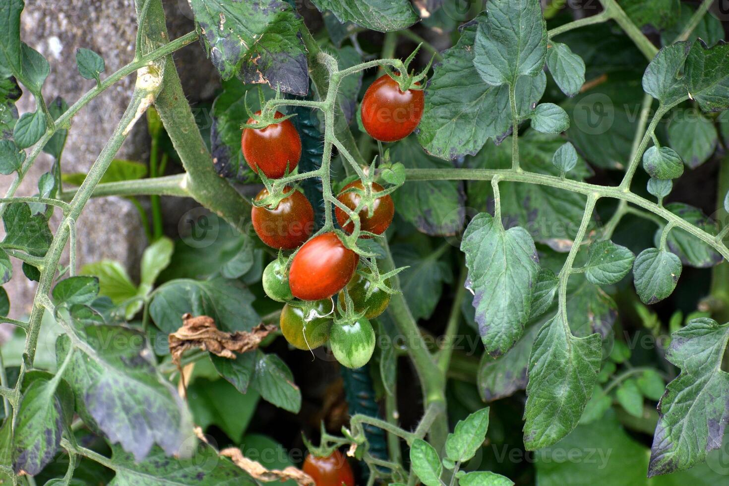 Red and green long cherry tomatoes growing on the plant photo