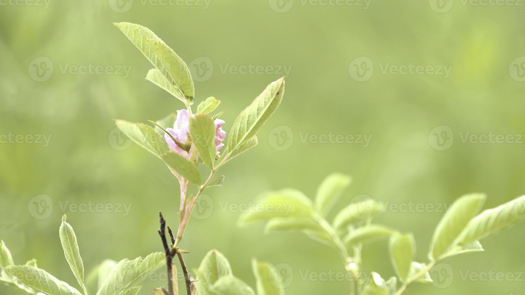 Close up of a delicate pink flower in full bloom in a spring forest with blurred green grass on the background. Stock footage. A bush of wild apple with tender pink flower bud. photo