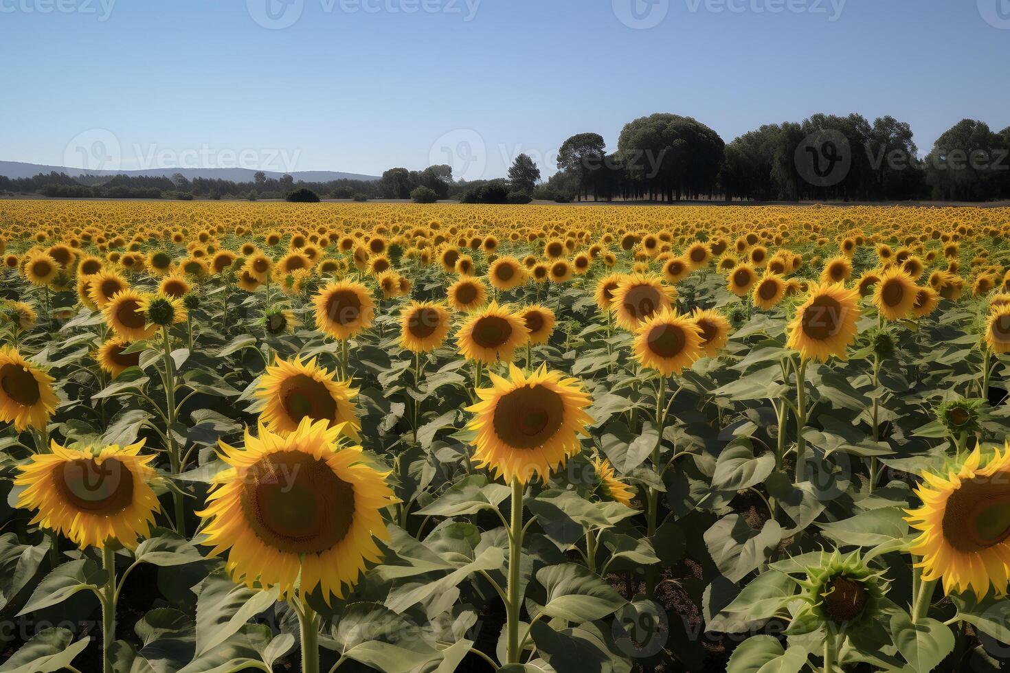 AI generated A field of sunflowers with a clear blue sky in the background, neural network generated image photo