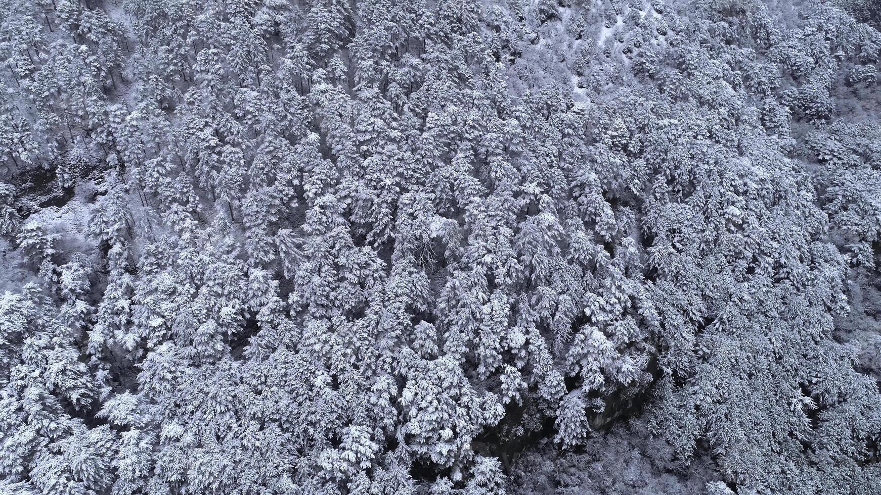Top down view of the young snow-covered coniferous forest. Shot. Background of snow-covered coniferous trees. Winter view photo