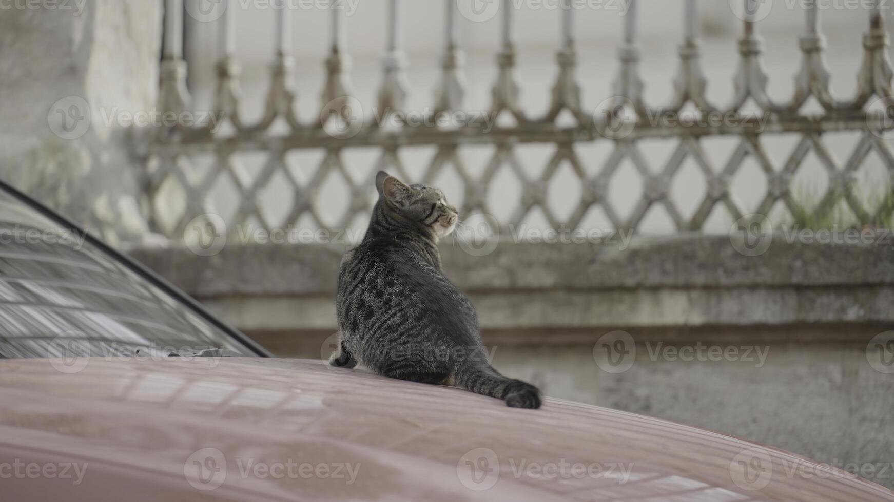 calle gato se sienta en coche. acción. hermosa gato es sentado en rojo coche en verano día. calle gatos de Estanbul foto