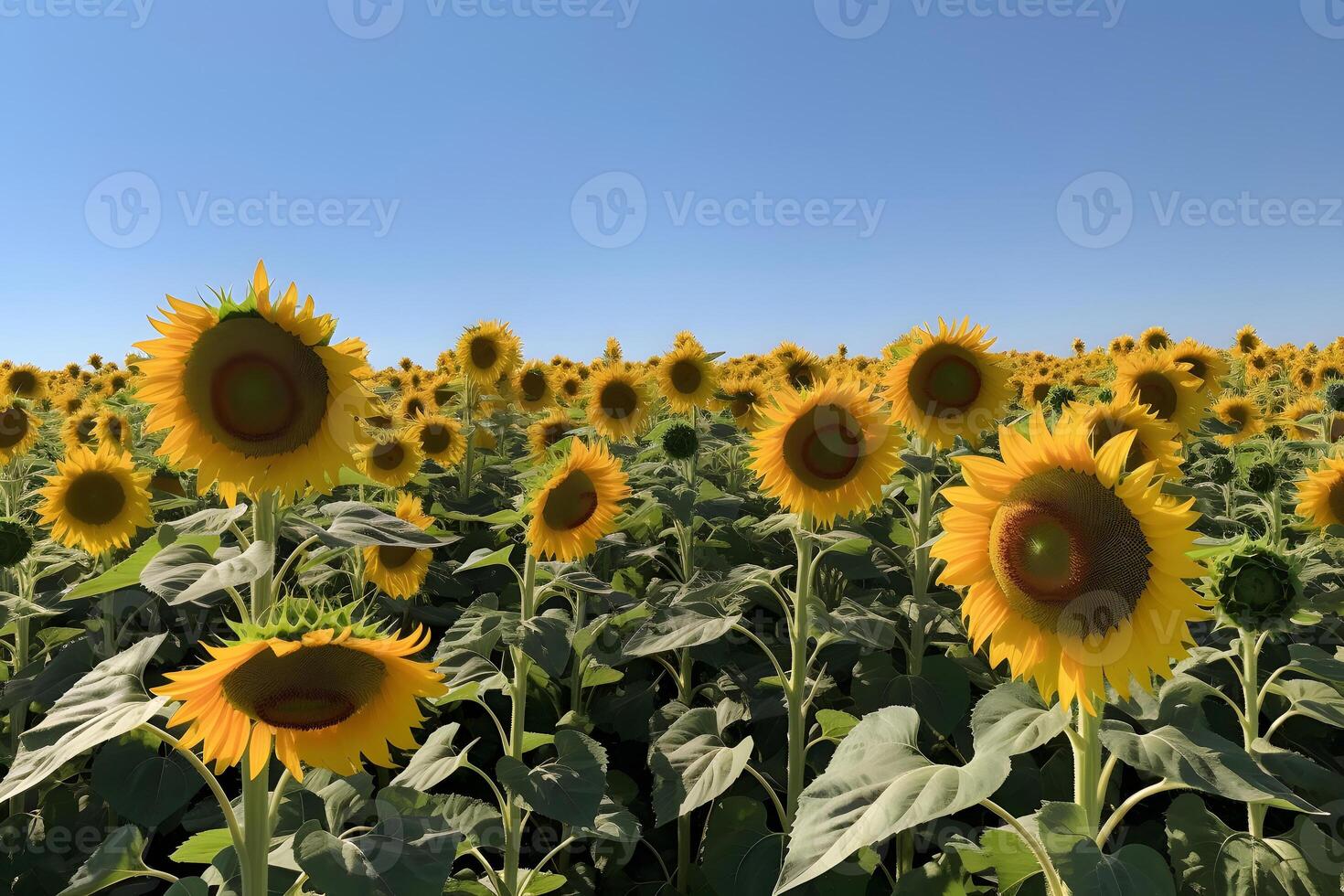 AI generated A field of sunflowers with a clear blue sky in the background, neural network generated image photo