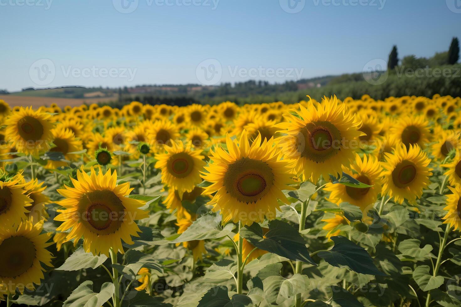 ai generado un campo de girasoles con un claro azul cielo en el fondo, neural red generado imagen foto