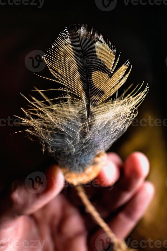 Eurasian eagle owl feather, bubo bubo photo