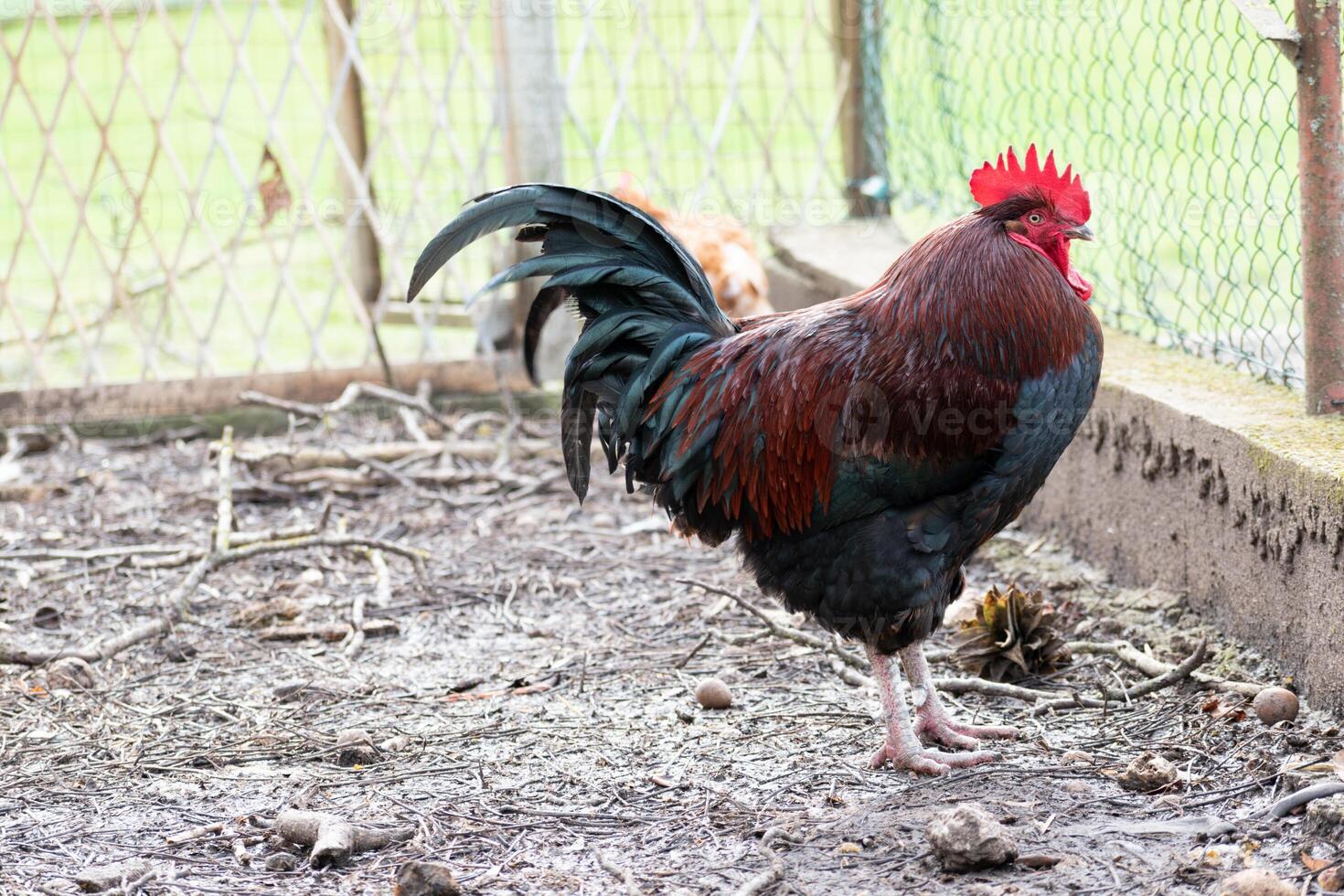 francés gallo en un granja con hermosa oscuro plumaje foto