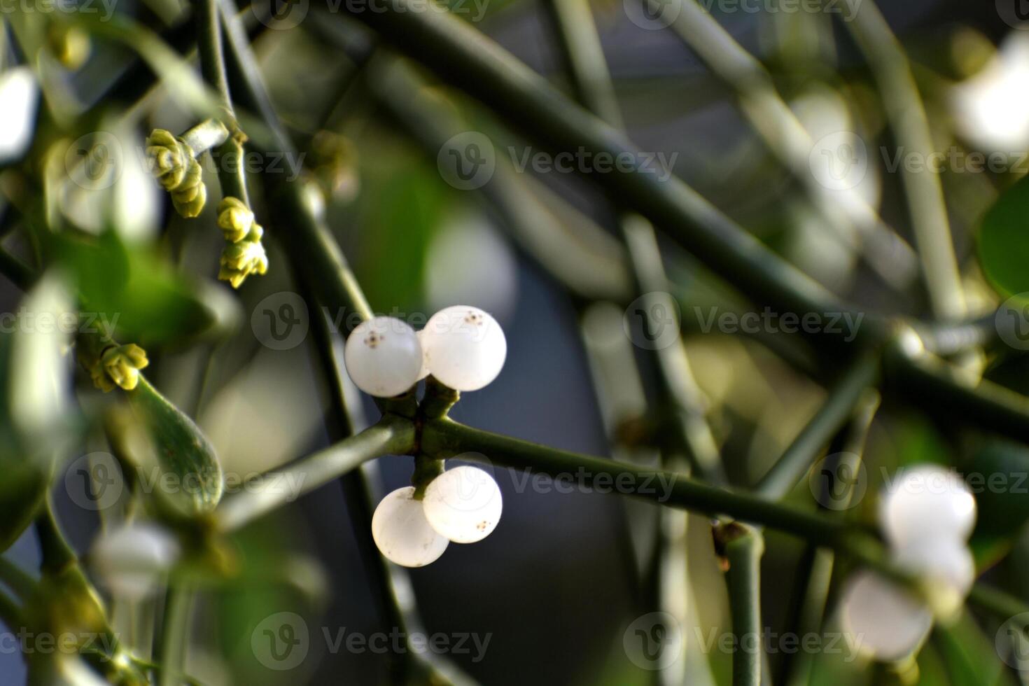 Branch of mistletoe with white berries on apple tree. Viscum album, close-up. photo