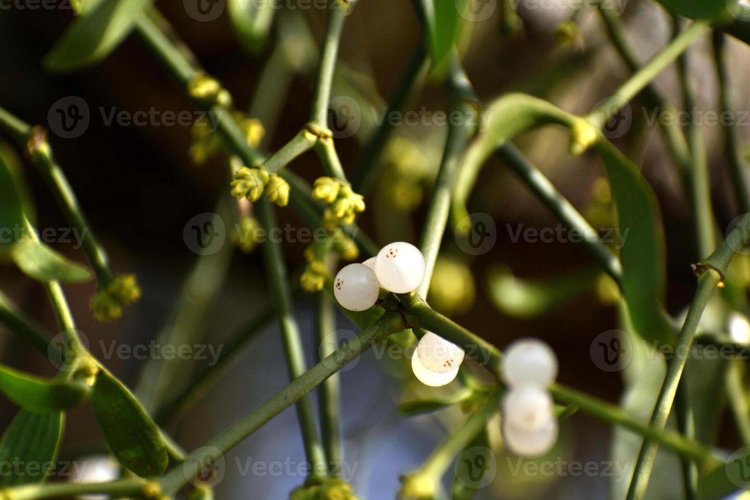 Branch of mistletoe with white berries on apple tree. Viscum album, close-up. photo