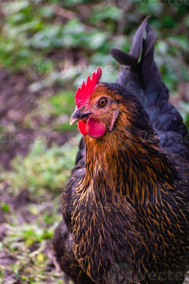Close up on a cute black and brown bicolor chicken photo