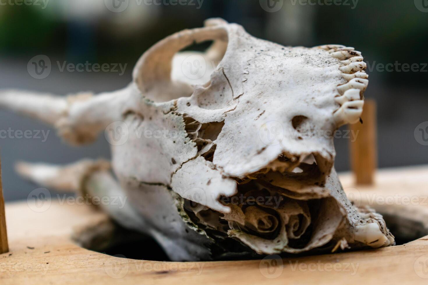 Skull of young deer with its teeth and antlers photo