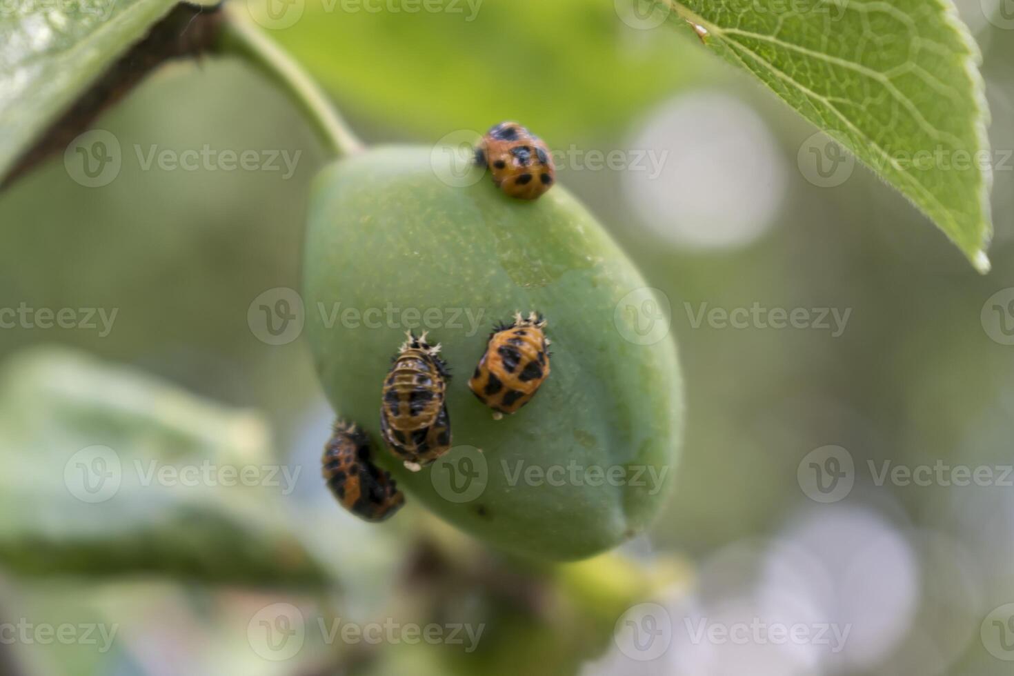 Ladybug larva on a plum tree, coccinella septempunctata, coccinellidae photo