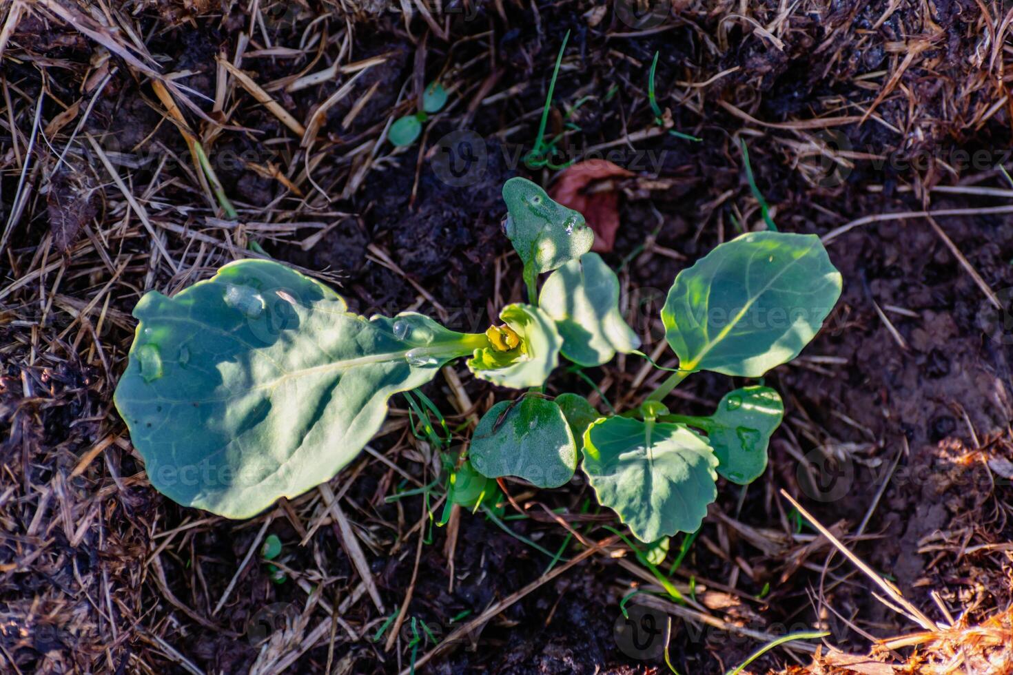 Young cabbage plant in an ecological garden, mulching and permaculture, healthy food photo