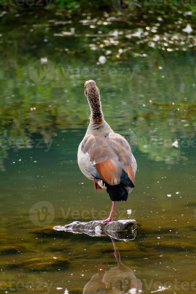 Egyptian goose standing on a stone in a lake in its natural habitat, alopochen aegyptiaca photo