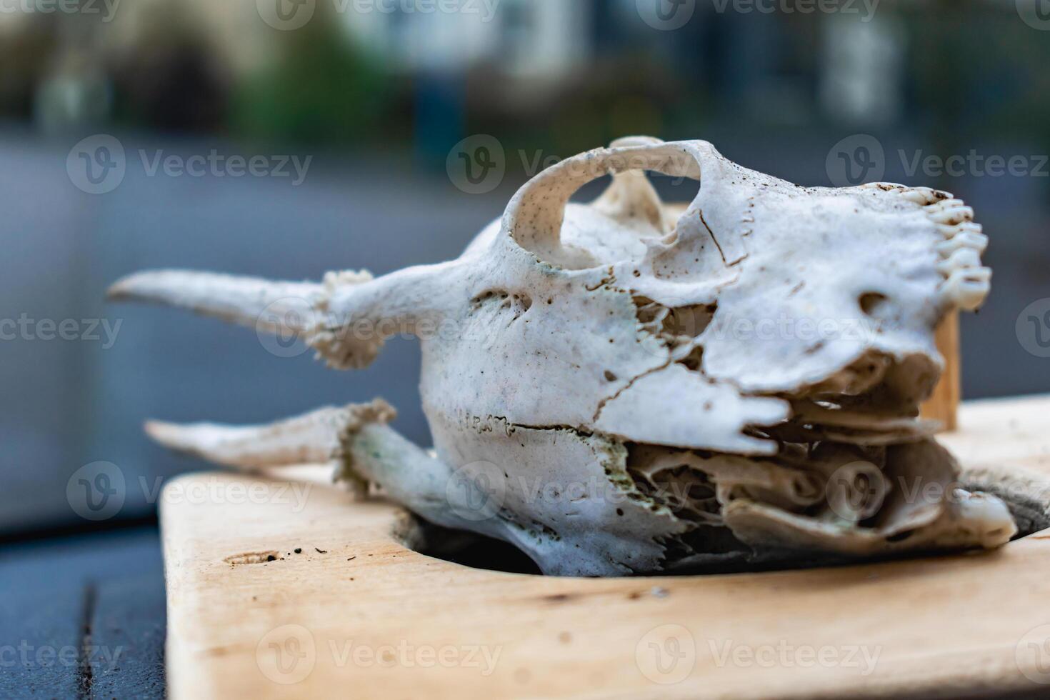 Skull of young deer with its teeth and antlers photo