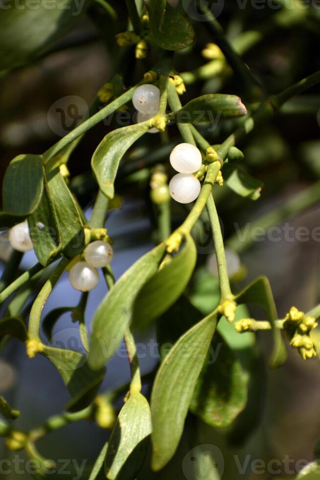 Branch of mistletoe with white berries on apple tree. Viscum album, close-up. photo