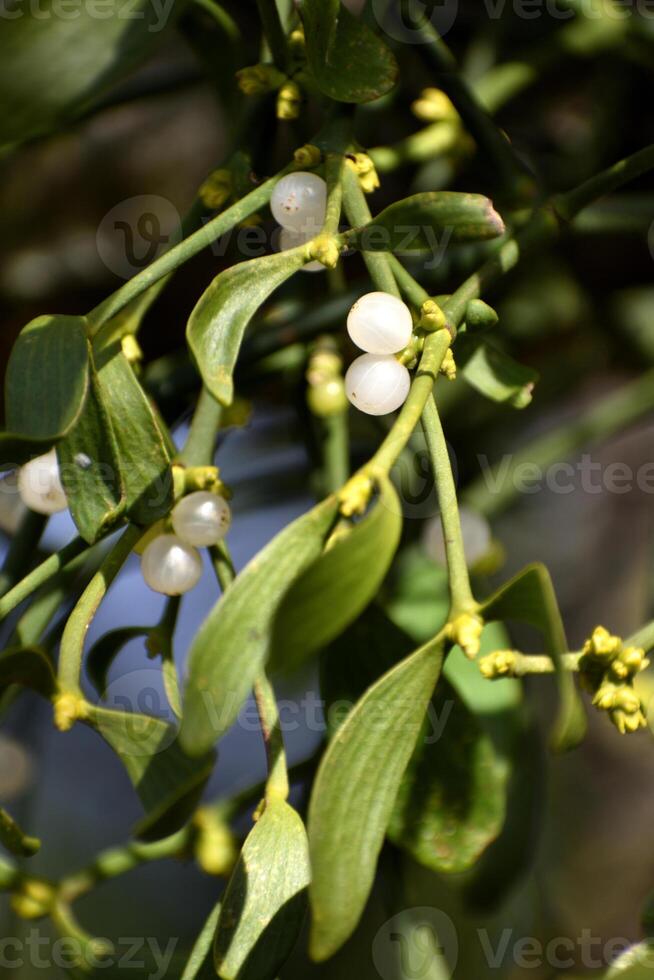 rama de muérdago con blanco bayas en manzana árbol. viscum álbum, de cerca. foto