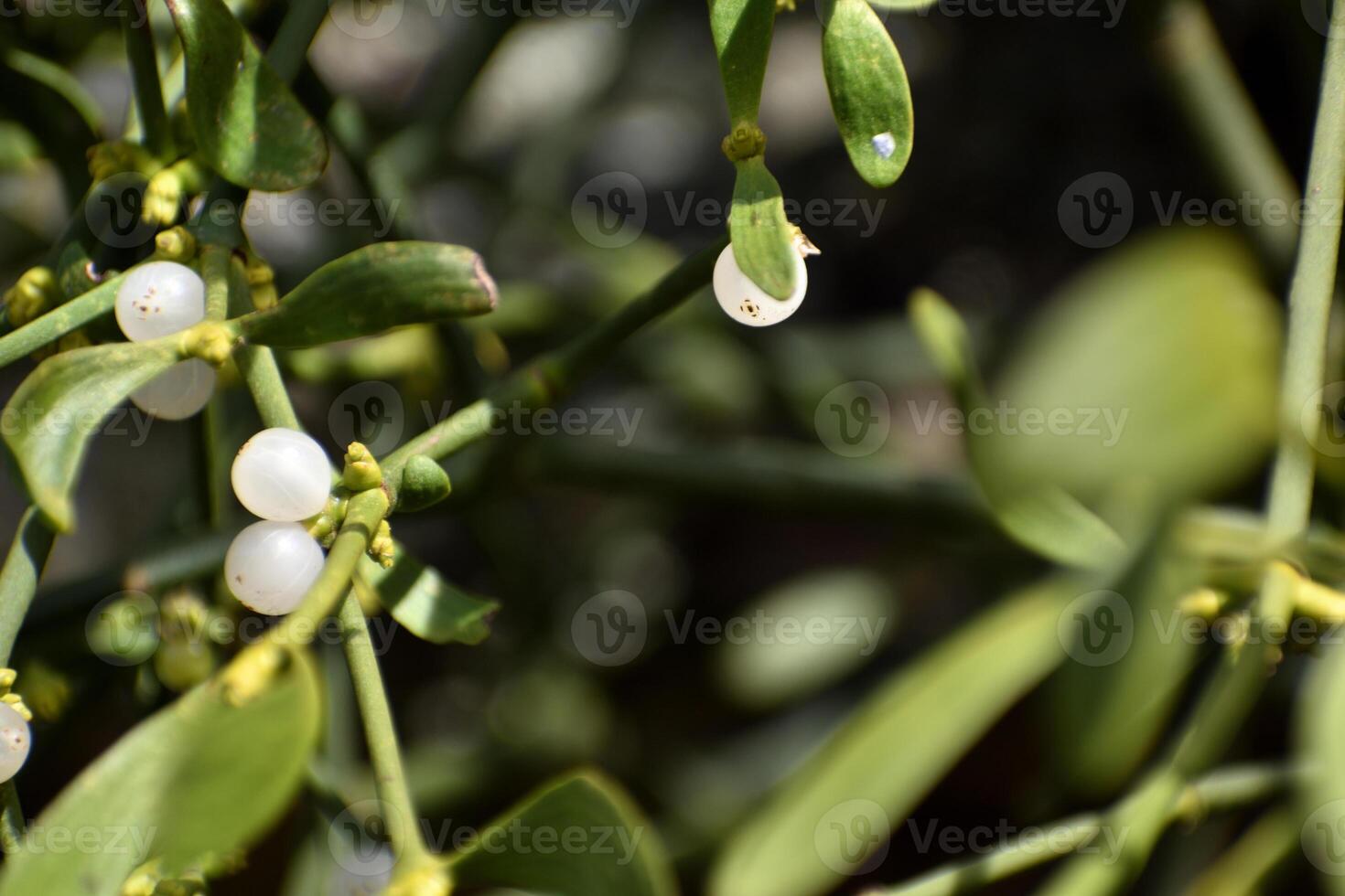 Branch of mistletoe with white berries on apple tree. Viscum album, close-up. photo